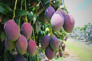 Tarifa de Trump ameaça colapsar exportações de frutas do Vale