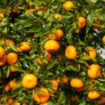 Tarifaço de Trump ameaça exportação de suco de laranja e