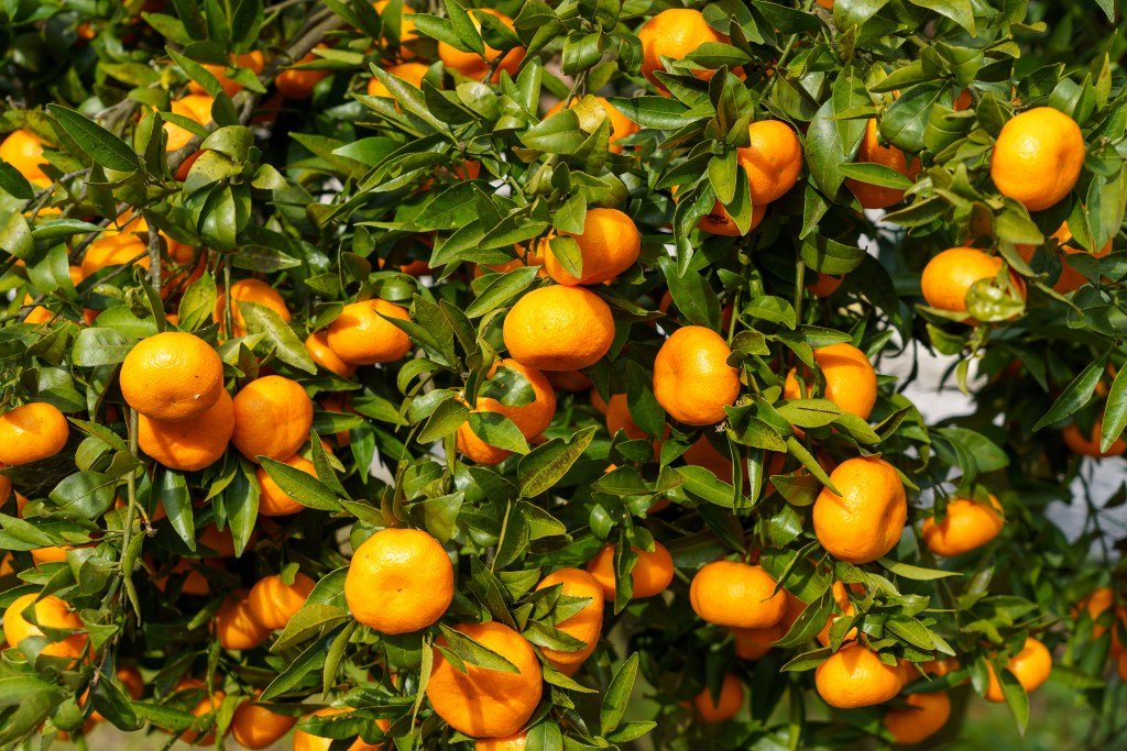Tarifaço de Trump ameaça exportação de suco de laranja e