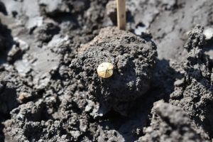 Tesouro celta de 2.200 anos é descoberto na República Tcheca