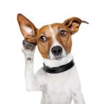 Top 8 bichos com a melhor audição do reino animal