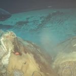Vaca é usada por cientistas para atrair tubarões em águas