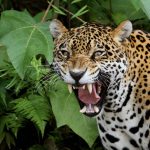 Você consegue identificar a diferença entre uma onça-pintada e um