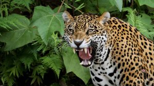 Você consegue identificar a diferença entre uma onça-pintada e um