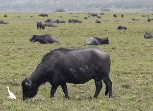 bufalo