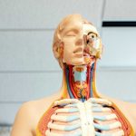 5 órgãos que o corpo humano não precisa para sobreviver