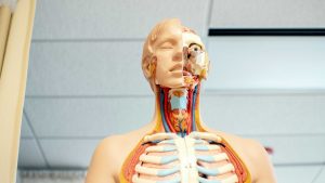 5 órgãos que o corpo humano não precisa para sobreviver