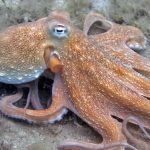 8 animais de sangue colorido que você não conhecia