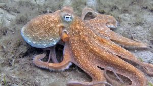 8 animais de sangue colorido que você não conhecia