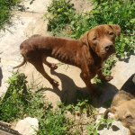 Agressor de animais terá que arcar com custos de tratamento