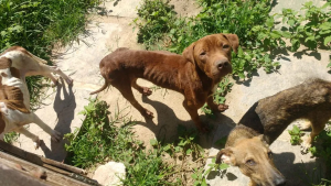 Agressor de animais terá que arcar com custos de tratamento