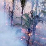 Agronegócio avança em florestas de babaçu