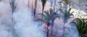Agronegócio avança em florestas de babaçu