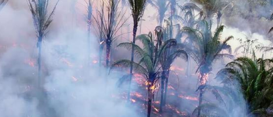 Agronegócio avança em florestas de babaçu