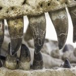 Ar respirado pelos dinossauros é recriado em laboratório