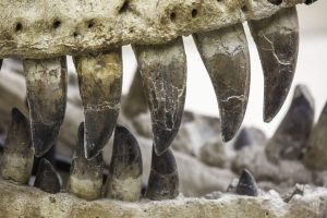 Ar respirado pelos dinossauros é recriado em laboratório