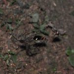 Aranhas usam vaga-lumes capturados como “iscas luminosas”