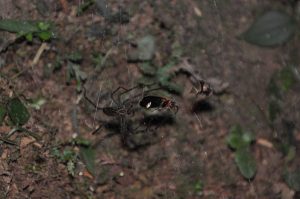 Aranhas usam vaga-lumes capturados como “iscas luminosas”