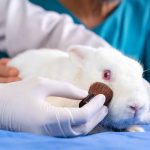 Brasil proíbe uso de animais em testes para cosméticos e