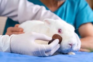 Brasil proíbe uso de animais em testes para cosméticos e