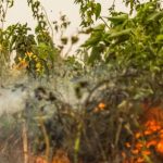 Brasil reduz focos de calor e áreas queimadas em julho;