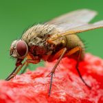 Como uma mosca está impulsionando a pesquisa biomédica brasileira