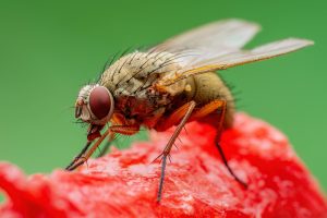 Como uma mosca está impulsionando a pesquisa biomédica brasileira