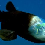 Conheça o peixe bizarro que tem cabeça transparente e olhos