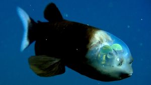 Conheça o peixe bizarro que tem cabeça transparente e olhos