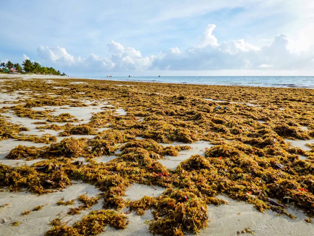 Das praias para os prédios? Cientistas brasileiros descobrem superpoder das