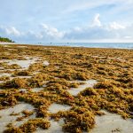 Das praias para os prédios? Cientistas brasileiros descobrem superpoder das