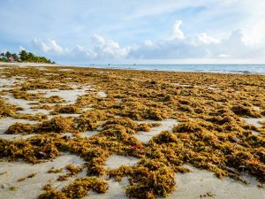 Das praias para os prédios? Cientistas brasileiros descobrem superpoder das