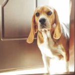 Descubra 7 sinais de que seu cão pode ter ansiedade