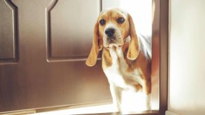 Descubra 7 sinais de que seu cão pode ter ansiedade