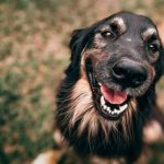 Dia Mundial do Cachorro: confira 7 atividades físicas para praticar