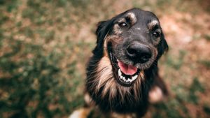 Dia Mundial do Cachorro: confira 7 atividades físicas para praticar