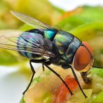 EUA registram primeiro caso humano de mosca-da-bicheira; saiba o que