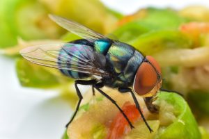 EUA registram primeiro caso humano de mosca-da-bicheira; saiba o que