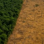 Entrevista: extinção da Amazônia pode começar ainda neste século