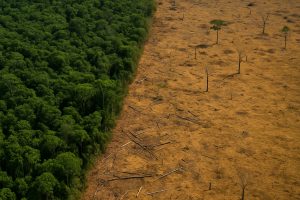 Entrevista: extinção da Amazônia pode começar ainda neste século