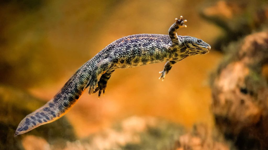 Essa salamandra tem uma das defesas mais bizarras da natureza