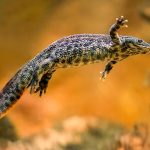 Essa salamandra tem uma das defesas mais bizarras da natureza