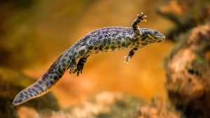 Essa salamandra tem uma das defesas mais bizarras da natureza