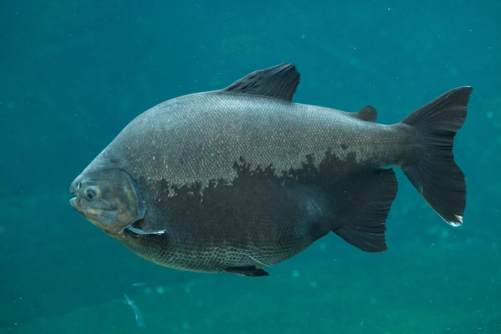 Esse peixe da Amazônia tem uma reação surpreendente ao estresse
