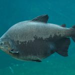 Esse peixe da Amazônia tem uma reação surpreendente ao estresse