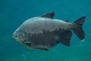 Esse peixe da Amazônia tem uma reação surpreendente ao estresse