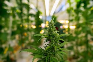 Estudo aponta fatores que travam pesquisas com cannabis no Brasil