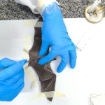 Estudos inovadores em genética e saúde animal ganham prêmio internacional