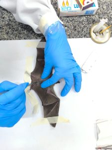Estudos inovadores em genética e saúde animal ganham prêmio internacional