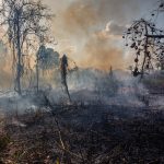 Exclusivo: “Amazônia está à beira do precipício”, alerta Carlos Nobre